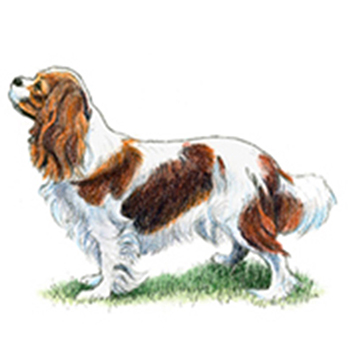 Cavalier King Charles Spaniel - Click Image to Close